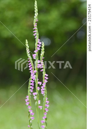 螺絲香蕉 23179434