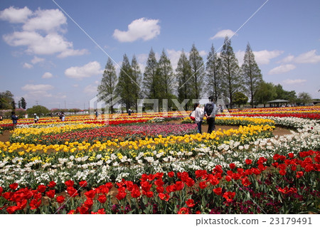 Tulip Park 23179491