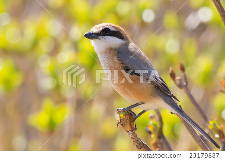 伯勞 伯勞 23179887