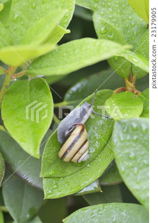 Sun Inn Mai Mai Sun Inn Mai Mai 23179905