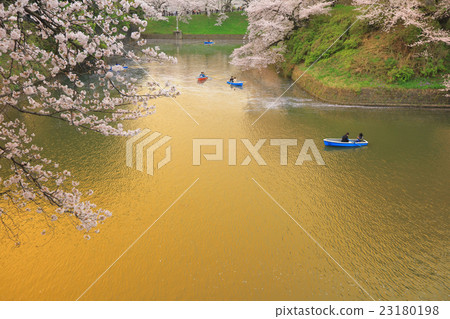 Tourists rowing a boat merrily on a sakura Tourists rowing a boat merrily on a sakura 23180198