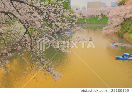 Tourists rowing a boat merrily on a sakura Tourists rowing a boat merrily on a sakura 23180199
