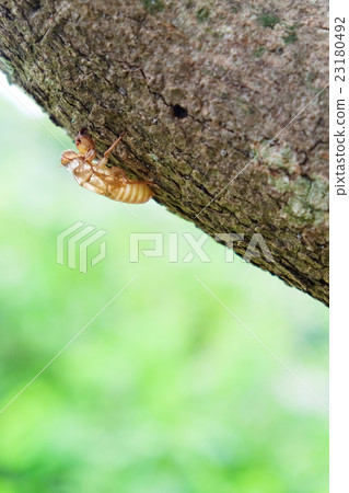cicada moulting 23180492