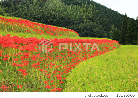 A cluster amaryllis of Oobuchi, Yuko-shi, Fukuoka Prefecture 23180500