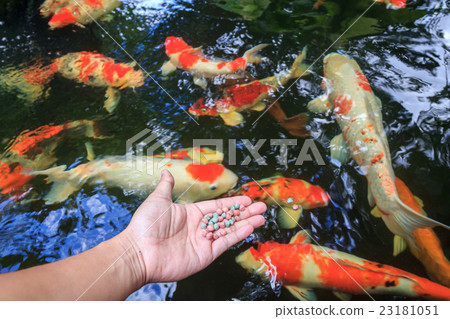 Hand holding fish food with fish pond background 23181051