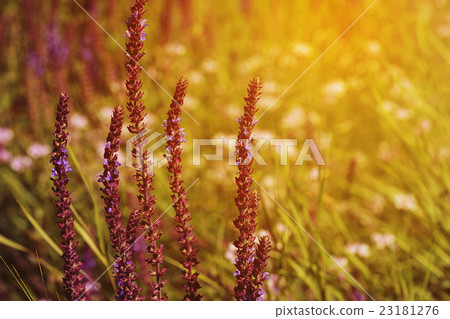 Fresh purple flowers of salvia Fresh purple flowers of salvia 23181276