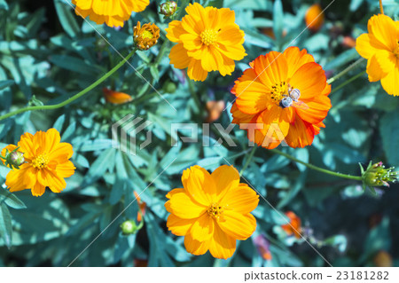 Bee on orange cosmos with blurred background 23181282