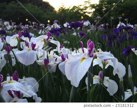 At the dusk at Fogokino Park Ayame garden 23181312
