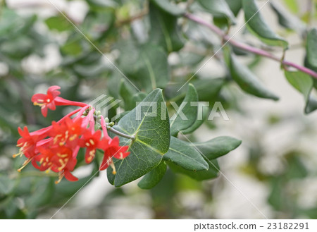 Stem that penetrates coalesced leaves (Tsukkinakinindou) Stem that penetrates coalesced leaves (Tsukkinakinindou) 23182291