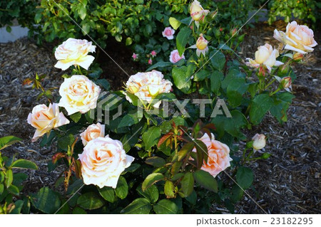 Rose (dream) Sakaki Chikumagawa Rose Park 23182295