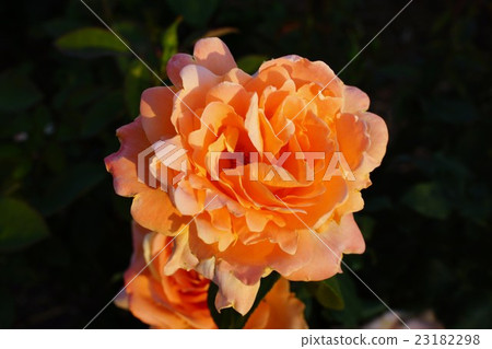 玫瑰（夢）Sakaki Chikumagawa玫瑰園 23182298