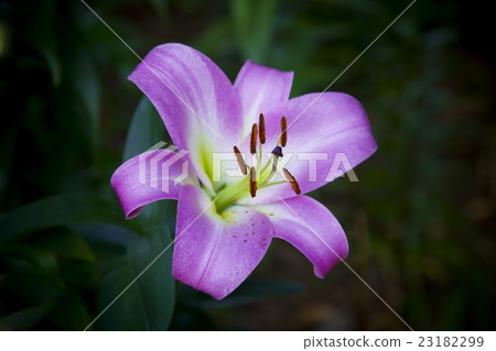 百合花 23182299