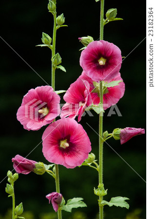 紅色奧索伊 紅色奧索伊 23182364