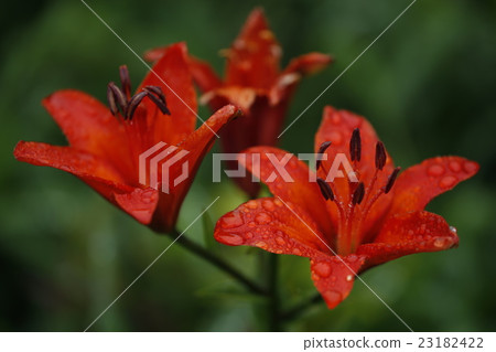 Red lily of two wheels Red lily of two wheels 23182422