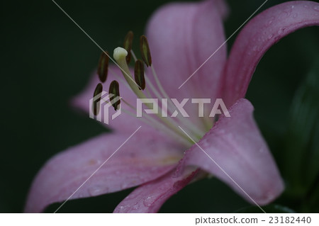 百合的粉紅色 百合的粉紅色 23182440