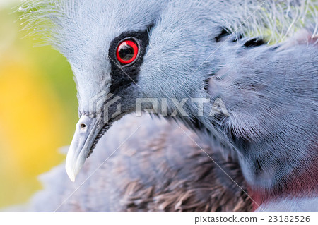 Victoria Crowned bird (Goura victoria) 23182526