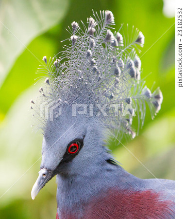 Victoria Crowned bird (Goura victoria) 23182532