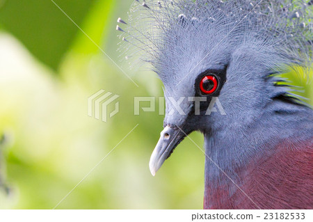 Victoria Crowned bird (Goura victoria) 23182533
