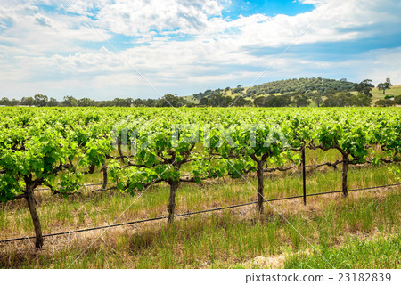 Grape vines in Barossa 23182839