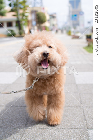 笑狗〜玩具貴賓犬 23182905