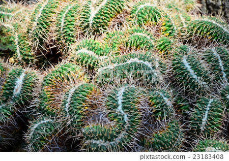 Cactus Hakuryu Maru Binding 23183408