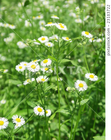 Himeyeonon (Princess Girls) blooming everywhere Naturalized plants 23183722