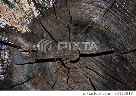 Wood texture of cutted tree trunk. Moss and fungus 23183817