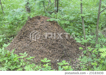 Anthill in the forest 23183830
