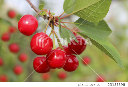 Cherries on a branch 23183896
