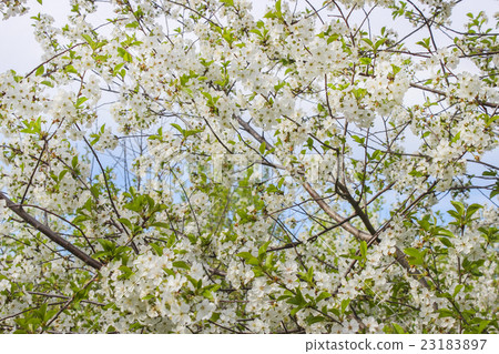 Cherry blossoms 23183897