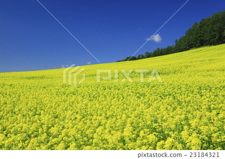 Furano city Hokkaido Nanohana flower field and larch forest 23184321