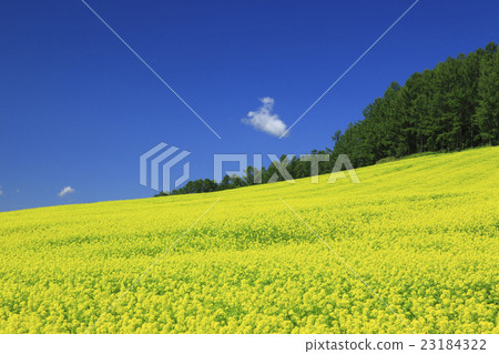 Furano city Hokkaido Nanohana flower field and larch forest 23184322