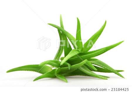 Aloe vera plant isolated on white 23184425
