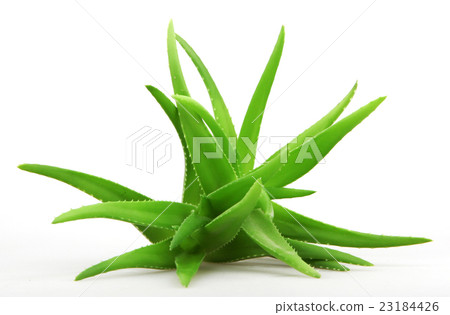 Aloe vera plant isolated on white Aloe vera plant isolated on white 23184426