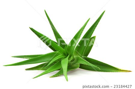 Aloe vera plant isolated on white 23184427