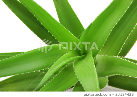 Aloe vera plant isolated on white 23184428