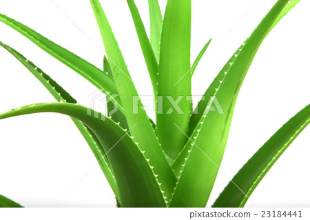 Aloe vera plant isolated on white 23184441