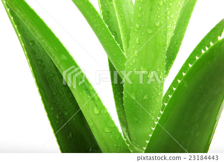 Aloe vera plant isolated on white 23184443