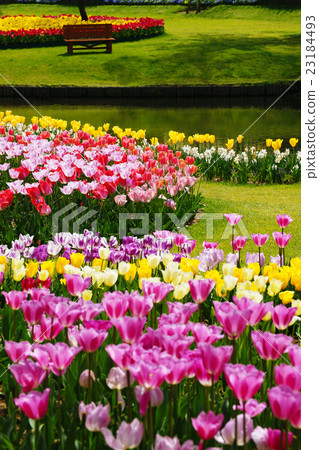 Tulip 23184493
