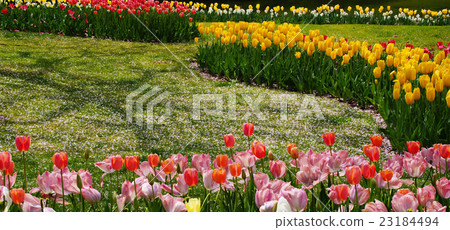 Tulip 23184494