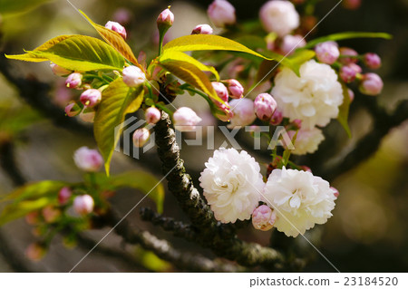 Double cherry blossoms Double cherry blossoms 23184520