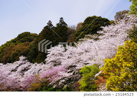 Cherry Blossoms	 23184525