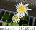 Slender silkworm dandelion grown from lattice lid of U-shaped groove 23185113