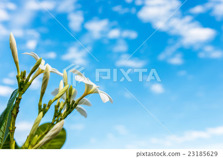frangipani flower, plumeria flower 23185629