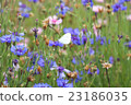 先生根和花 23186035