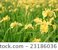鳶尾花 23186036