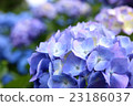  繡球 23186037