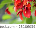 美國Deigo 23186039