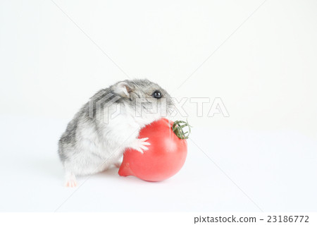 hamster tomato