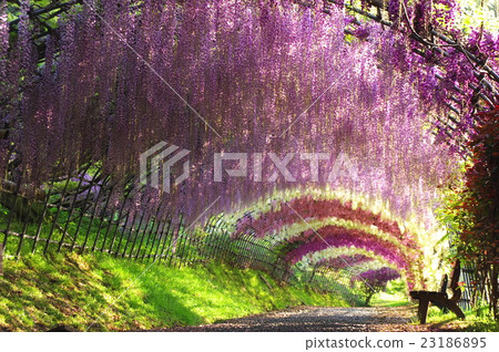 夢紫藤隧道 夢紫藤隧道 23186895